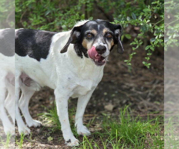 Medium Photo #2 Beagle-Unknown Mix Puppy For Sale in Anniston, AL, USA