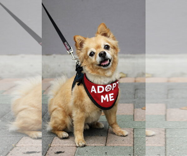 Medium Photo #1 Chiranian Puppy For Sale in Mission Viejo, CA, USA