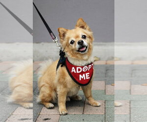 Chiranian Dogs for adoption in Mission Viejo, CA, USA