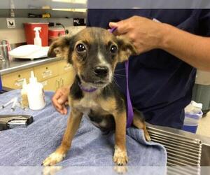 Chihuahua Dogs for adoption in Riverside, CA, USA