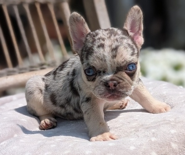 Medium Photo #3 French Bulldog Puppy For Sale in GOSHEN, IN, USA