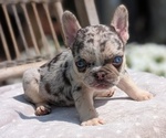 Small #2 French Bulldog