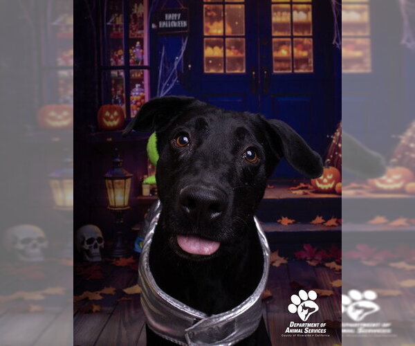 Medium Photo #1 Labrador Retriever Puppy For Sale in Riverside, CA, USA