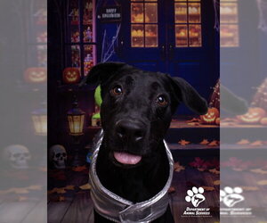 Labrador Retriever Dogs for adoption in Riverside, CA, USA