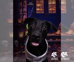 BRUNO - Male Labrador Retriever Dog for Adoption - Small photo