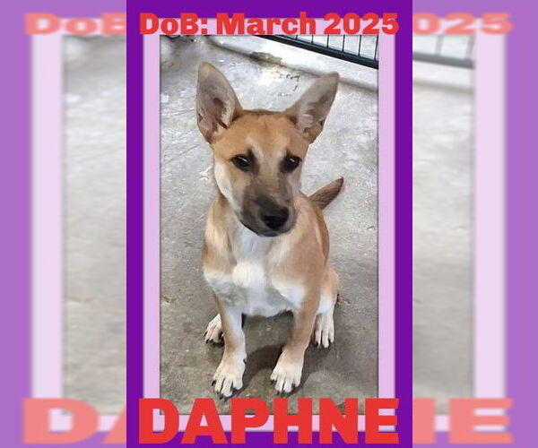 Medium Photo #1 German Shepherd Dog-Unknown Mix Puppy For Sale in Sebec, ME, USA