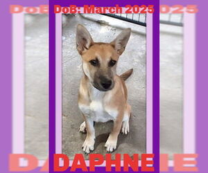 Medium German Shepherd Dog Mix