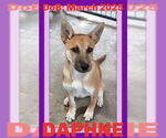 Small German Shepherd Dog Mix