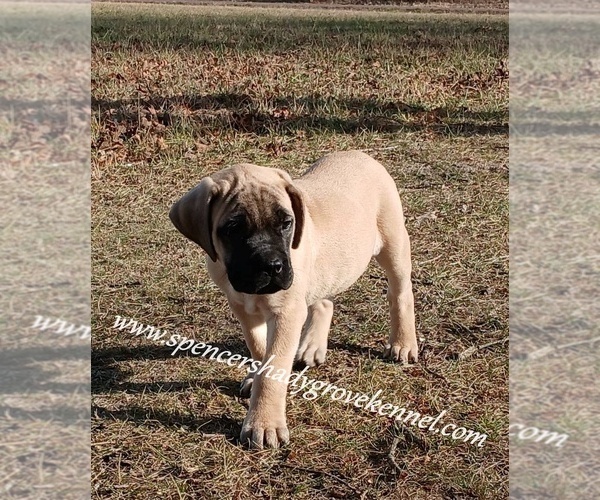 Medium Photo #6 Mastiff Puppy For Sale in CABOOL, MO, USA