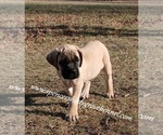 Small #5 Mastiff