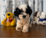 Small #22 Morkie