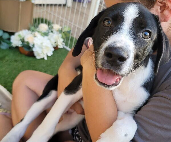 Medium Photo #3 Great Pyrenees Puppy For Sale in Spring, TX, USA