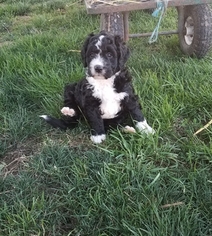 Bernedoodle Puppy for sale in ARTHUR, IL, USA