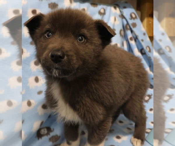 Medium Photo #4 Mutt Puppy For Sale in Minneapolis, MN, USA