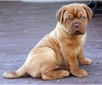 Puppy Silver Dogue de Bordeaux