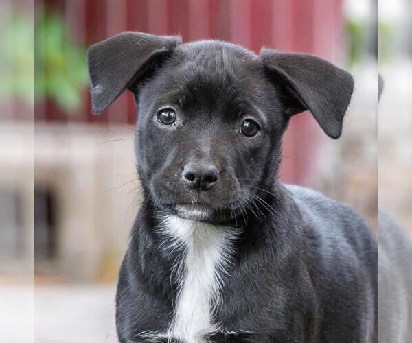 Medium Photo #5 Labrador Retriever-Unknown Mix Puppy For Sale in San Diego, CA, USA