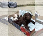 Puppy Mousse Bordoodle