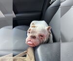 Small Photo #5 Bulldog-Unknown Mix Puppy For Sale in Sheboygan, WI, USA