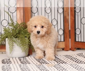 Poochon Puppy for sale in NAPLES, FL, USA