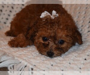 Poodle (Toy) Puppy for sale in BARNESVILLE, KS, USA