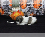 Small #5 Poodle (Toy)