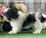 Small #2 Shih Tzu