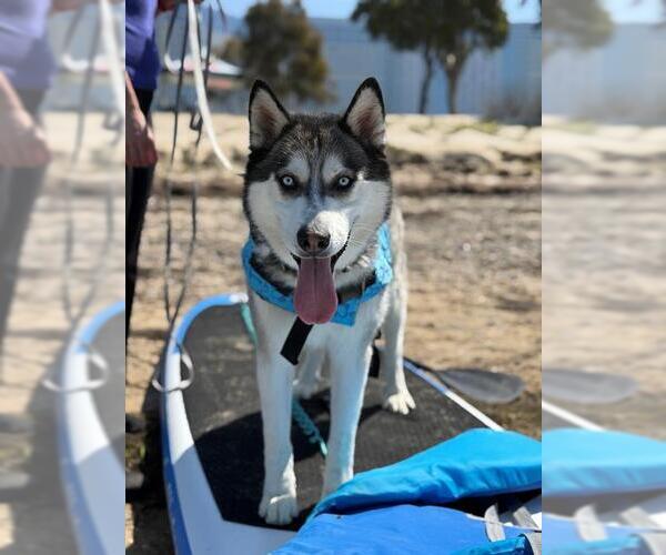 Medium Photo #2 Siberian Husky Puppy For Sale in Chula Vista, CA, USA