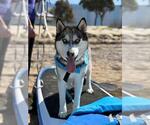 Small #1 Siberian Husky