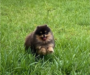 Father of the Miniature Spitz puppies born on 05/18/2023