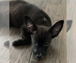 Small Photo #1 Labrador Retriever-Unknown Mix Puppy For Sale in Royal Palm Beach, FL, USA