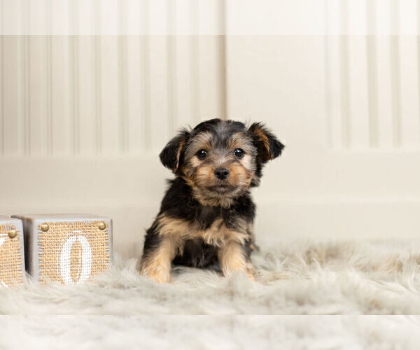 Medium Photo #4 YorkiePoo Puppy For Sale in WARSAW, IN, USA