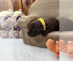 Small #13 Labrador Retriever