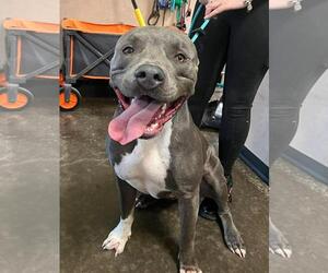 Blue - Male American Staffordshire Terrier-Bulldog Mix Dog for Adoption - Photo #8