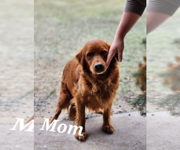 Medium Photo #1 Golden Retriever Puppy For Sale in GREENWOOD, WI, USA