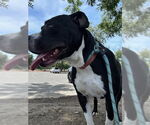 Small #1 American Pit Bull Terrier Mix
