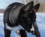 Small Photo #14 Siberian Husky Puppy For Sale in FORT PLAIN, NY, USA