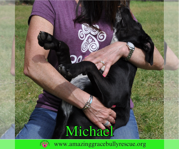 Medium Photo #5 Pointer-Unknown Mix Puppy For Sale in Pensacola, FL, USA