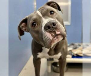 Majesty - Female American Pit Bull Terrier Dog for Adoption - Photo #4
