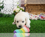 Small #11 Golden Retriever