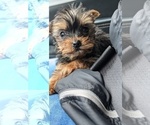 Small Photo #1 Yorkshire Terrier Puppy For Sale in SPENCER, TN, USA