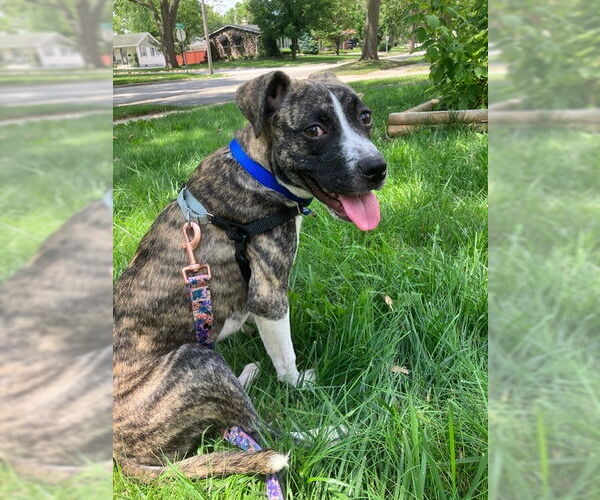 Medium Photo #3 Mutt Puppy For Sale in Plainfield, IL, USA