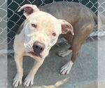 Small #1 American Pit Bull Terrier Mix