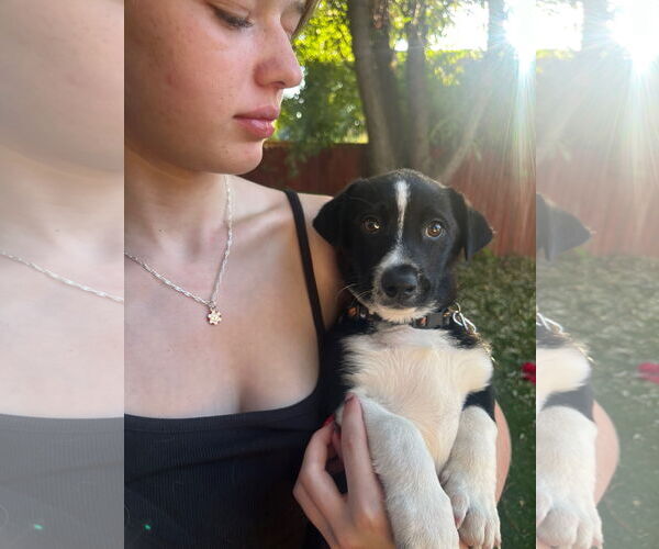 Medium Photo #4 Mutt Puppy For Sale in Sandy, UT, USA