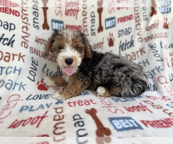 Medium Photo #6 Aussiedoodle Miniature  Puppy For Sale in LAKELAND, FL, USA