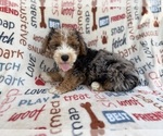 Small #5 Aussiedoodle Miniature 