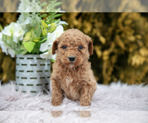 Medium Photo #2 Poodle (Standard) Puppy For Sale in NAPPANEE, IN, USA
