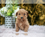Small Photo #2 Poodle (Standard) Puppy For Sale in NAPPANEE, IN, USA