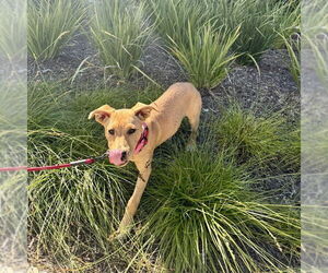Trixie - Female Labrador Retriever-Unknown Mix Dog for Adoption - Photo #9