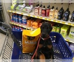 Small Photo #16 Doberman Pinscher Puppy For Sale in PORTLAND, OR, USA