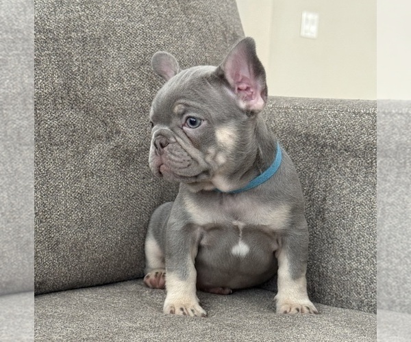 Medium Photo #1 French Bulldog Puppy For Sale in HESPERIA, CA, USA